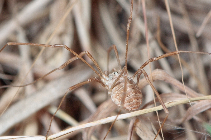 Opilio canestrinii (?) from Malta